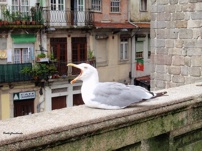Seagull in Porto city<br/>© <a href="https://flickr.com/people/130868010@N04" target="_blank" rel="nofollow">130868010@N04</a> (<a href="https://flickr.com/photo.gne?id=16600530512" target="_blank" rel="nofollow">Flickr</a>)