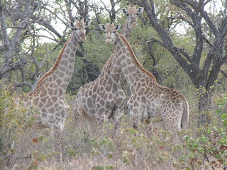 Zimbabwe Hunting Safari 42