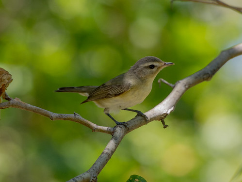 Warbling Vireo • <a style="font-size:0.8em;" href="http://www.flickr.com/photos/59465790@N04/8730740116/" target="_blank">View on Flickr</a>