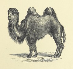 Anglų lietuvių žodynas. Žodis camelus bactrianus reiškia <li>Camelus bactrianus</li> lietuviškai.