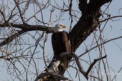 Bald Eagle keeps watch on the river
