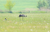 Common Crane on a field