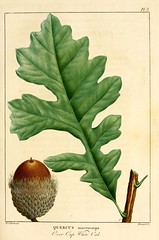Anglų lietuvių žodynas. Žodis quercus macrocarpa reiškia <li>Quercus macrocarpa</li> lietuviškai.