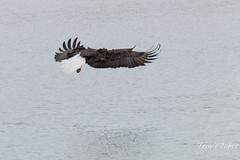 Bald Eagle fishing sequence – 1 of 10