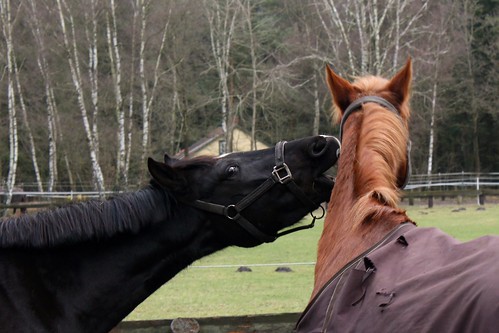 Pferde im Winter (3/14) • <a style="font-size:0.8em;" href="http://www.flickr.com/photos/69570948@N04/16396060805/" target="_blank">Auf Flickr ansehen</a>