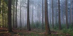 A Forest by Rene Mensen, on Flickr