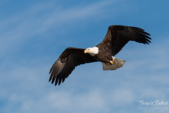 Bald Eagle flyby