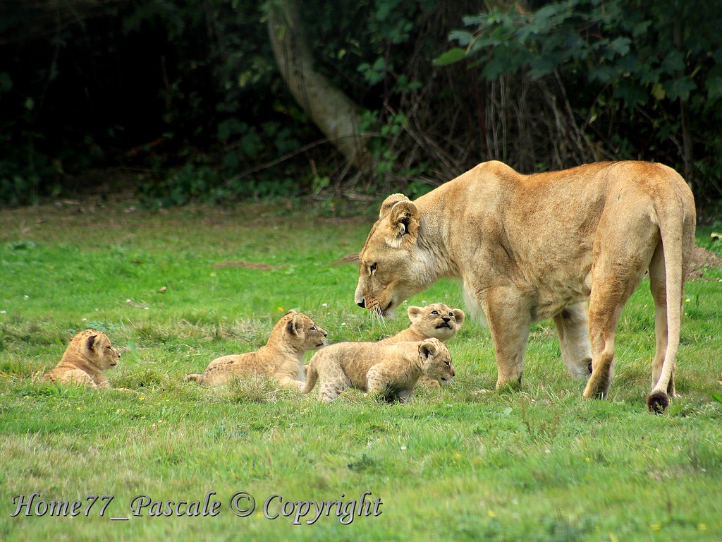 Maman lionne et ses 4 bébés 2 mois home77 Pascale Tags animal canon lion