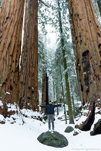 Sequoia NP.