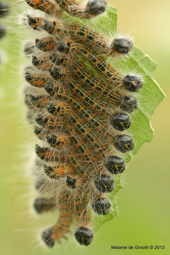 Nest of Buff-tip Moth Larvae
