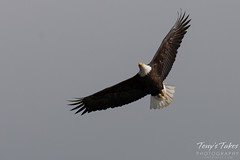 Majestic Bald Eagle flybys