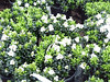 Indian Hawthorne Gulf Green • <a style="font-size:0.8em;" href="http://www.flickr.com/photos/101656099@N05/9736798452/" target="_blank">View on Flickr</a>