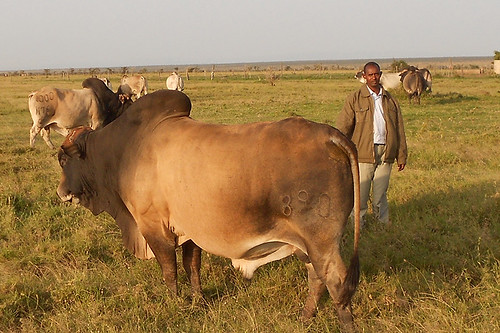 Prize livestock, Mutara Ranch
