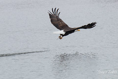 Bald Eagle fishing sequence – 7 of 10