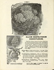Anglų lietuvių žodynas. Žodis allium neopolitanum reiškia <li>Allium neopolitanum</li> lietuviškai.