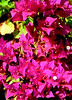 Bouganvilla • <a style="font-size:0.8em;" href="http://www.flickr.com/photos/101656099@N05/9736795000/" target="_blank">View on Flickr</a>