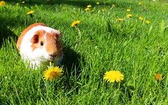 Anglų lietuvių žodynas. Žodis guinea pig reiškia jūrų kiaulytė lietuviškai.