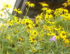 Black Eyed Susan • <a style="font-size:0.8em;" href="http://www.flickr.com/photos/101656099@N05/9733562531/" target="_blank">View on Flickr</a>