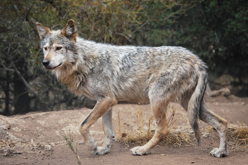 Mexican Gray Wolf at California Wolf Center