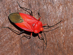 Unidentified Red Bug (Pyrrhocoridae), Vohimana reserve, Madagascar