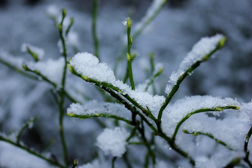 Im Winterwald mit Schnee 2015 • <a style="font-size:0.8em;" href="http://www.flickr.com/photos/69570948@N04/16216387678/" target="_blank">Auf Flickr ansehen</a>