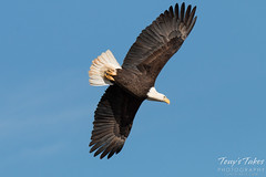 Bald Eagle performs an extreme banking maneuver