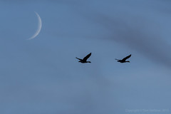 Canada Geese & Setting Moon • <a style="font-size:0.8em;" href="http://www.flickr.com/photos/65051383@N05/9705067325/" target="_blank">View on Flickr</a>