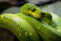 Anglų lietuvių žodynas. Žodis green snake reiškia žalia gyvatė lietuviškai.