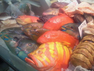 カラフルなお魚たちがいっぱいでした。｜