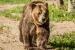 Grizzly Bear • <a style="font-size:0.8em;" href="http://www.flickr.com/photos/65051383@N05/9762764573/" target="_blank">View on Flickr</a>