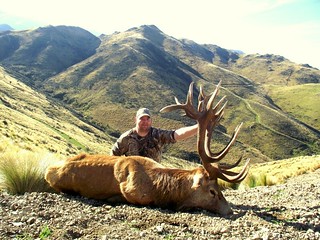New Zealand Red Stag Hunting - Christchurch 39