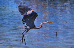 Great Blue Takeoff • <a style="font-size:0.8em;" href="http://www.flickr.com/photos/29084014@N02/9101079789/" target="_blank">View on Flickr</a>