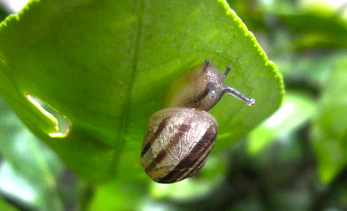 caracol 02 • <a style="font-size:0.8em;" href="http://www.flickr.com/photos/30735181@N00/11258576113/" target="_blank">View on Flickr</a>