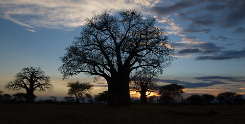 safari tanzania Tarangire • <a style="font-size:0.8em;" href="http://www.flickr.com/photos/113706807@N08/11904807605/" target="_blank">View on Flickr</a>