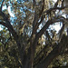 Spanish Moss • <a style="font-size:0.8em;" href="http://www.flickr.com/photos/26088968@N02/12940138635/" target="_blank">View on Flickr</a>