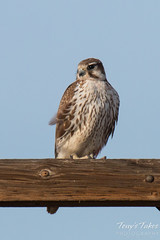 Prairie Falcon on the Colorado plains