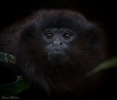 Red Titi Monkey Portrait