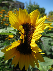 Sunflower, pucker up!_4667678381_l