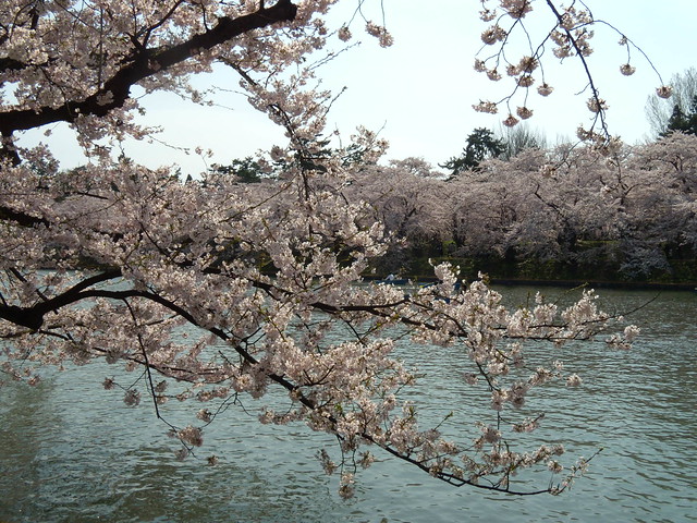 水際ぎりぎりまで桜が咲いています。｜弘前公園