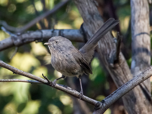 Wrentit • <a style="font-size:0.8em;" href="http://www.flickr.com/photos/59465790@N04/9738130641/" target="_blank">View on Flickr</a>