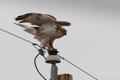 Fresh from a kill, a Ferruginous Hawk cleans its talons