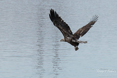 Juvenile Bald Eagle fishing sequence - 13 of 13