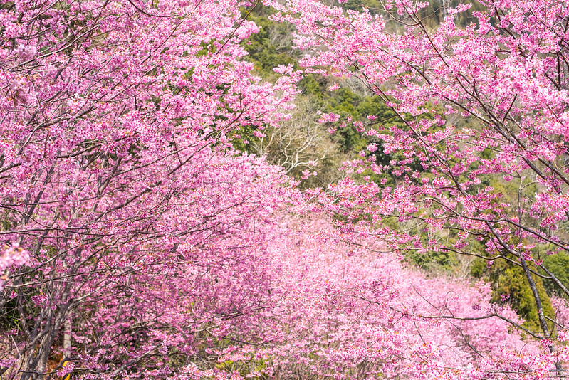 六康康的攝影足跡: [桃園復興]中巴陵櫻木花道，雖然只有短短100公尺，但只要遇到昭和櫻滿開，就可讓你置身在夢幻的粉紅世界中!!