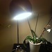 Lampe de Bureau Desk Lamp JUMO