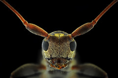 Flat-Faced Longhorn (Frontal)