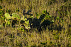 Cactus na extensão da Praia Grande. • <a style="font-size:0.8em;" href="http://www.flickr.com/photos/39546249@N07/9386528297/" target="_blank">View on Flickr</a>