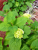 Hydrangea • <a style="font-size:0.8em;" href="http://www.flickr.com/photos/101656099@N05/14131217742/" target="_blank">View on Flickr</a>