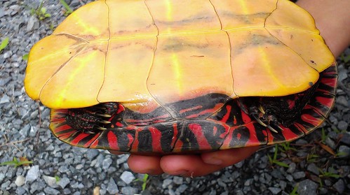 Colourful carapace