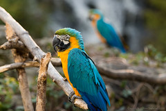 Blue and Yellow Macaw • <a style="font-size:0.8em;" href="http://www.flickr.com/photos/65051383@N05/9755589554/" target="_blank">View on Flickr</a>