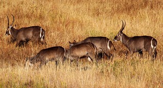 Zimbabwe Hunting Safari 28